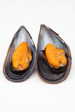 Two mussels Stock Photos