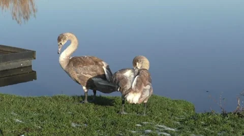 Two Mute Swan Cygnets preening themselves on the lakeside. Stock Footage 45447180