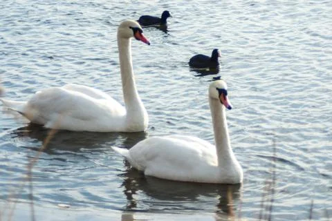 Two mute swans accompanied by Eurasian Coots 스톡 사진