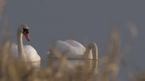 Two mute swans (Cygnus olor) Stock Footage 283933341