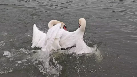 Two Mute Swans Displaying Aggressive Territorial Behavior on a Lake in 4K Stock Footage 337949588