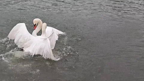 Two Mute Swans Fighting and Biting on Water, Aggressive Behavior Stock Footage 337230983