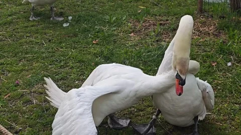 Two Mute Swans Fighting on Grassy Lakeshore Stock Footage 337231889