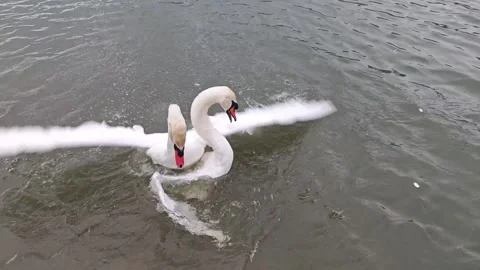Two Mute Swans Fighting on Lake Water Stock Footage 337231045