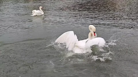 Two Mute Swans Fighting on Water in Intense Territorial Dispute Stock Footage 337230998