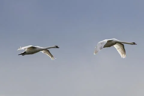 Two Mute Swans in flight against a blue sky 库存照片