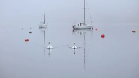 Two Mute Swans on mist covered water Stock Footage 71941633