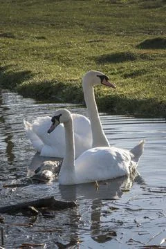 Two mute swans Foto stock