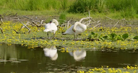 Two mute swans preen themselves while standing on a water lilies Stock Footage 262039821