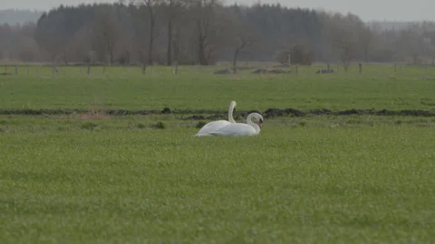 Two mute swans resting on a green field, looking around. 4K 60fps. Stock Footage 333998802