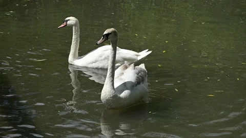Two Mute swans in slow motion on lake Stock Footage 134536448