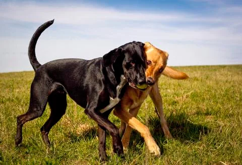 Two mutts playfully fighting over control of a ball in a big field Stock Photos