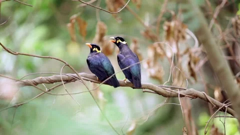 Two mynas perched on a branch Stock Footage 251512881