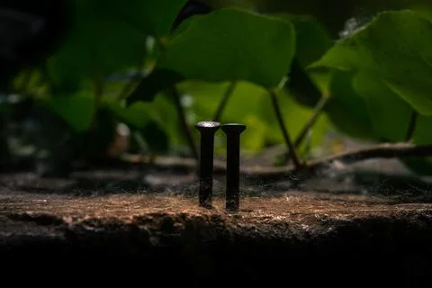 Two nails driven into the ground close together like two lovers Stock Photos