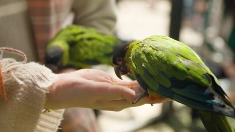 Two Nanday Parakeet Birds (Aratinga Nenday) Fed From Woman's Hand in Mongo Video stock 265128236