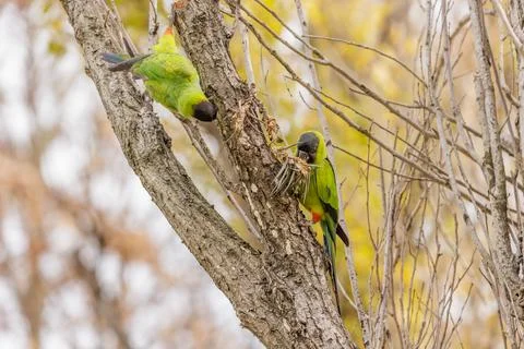Two Nanday Parakeets (Aratinga nenday) perched on a tree branch. Photos