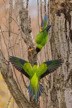Two Nanday Parakeets (Aratinga nenday) perched on a tree branch. Stock Photos