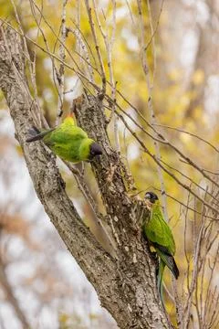 Two Nanday Parakeets (Aratinga nenday) perched on a tree branch. Stock-Fotos