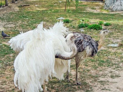 Two nandu in a enclosure Stockfoto's