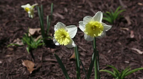 Two narcissus close up Stock Footage 22732621
