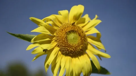 Two Native Florida Bees Pollinating a Sunflower Stock Footage 163369539