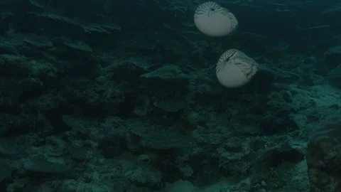 Two nautilus rotating and swimming Stock Footage 108711007