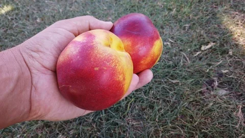 Two nectarines a man holds in his hand in the background of grasses organic f Stock Footage 124484650