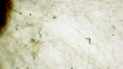 Two nemotodes moving in Petri dish agar substrate Stock Footage 312977646