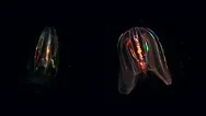 Two Neon Glowing Jellyfish Float Through The Atlantic Ocean. Stock Footage