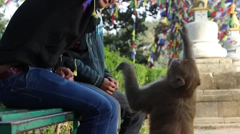 Two Nepalese play with the monkey in the background of stupa Stock Footage 59181803