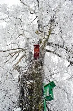 Two nesting boxes on frosted birch tree Stock Photos