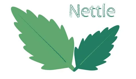 Two nettle leaves on a white background the logo and the inscription nettle Stock Illustration