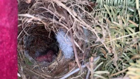 Two new born and just hatched baby birds, sitting in nest. Stock Footage 170093123