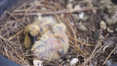 Two new born pigeons in nest Stock-Footage 77293286