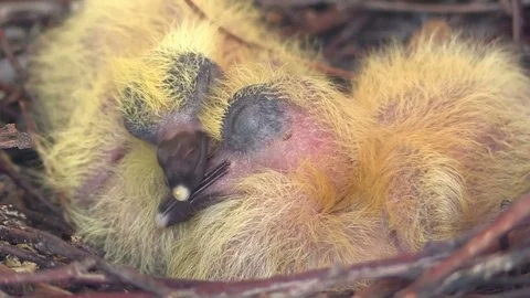 Two new born pigeons in nest Stock Footage 79441992