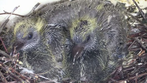 Two new born pigeons in nest Stock Footage 79442076