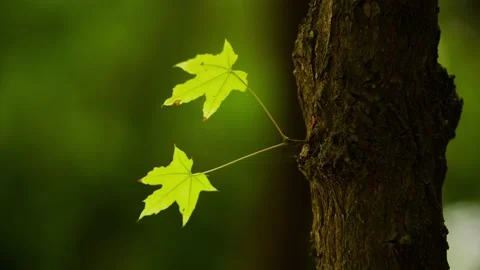 Two new leaves - the tree sprouts Stock Footage 234115539
