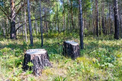 Two new stump in a pine forest Stock Photos