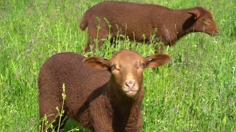Two newborn brown sheep lambs Stock Footage 131874670