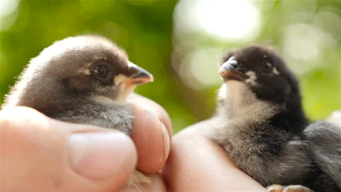 Two newborn chick in hands. Close-up Stock Footage 91444359