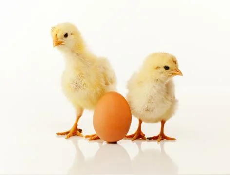 Two newborn chickens with egg Stock Photos