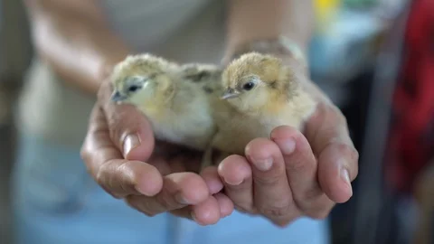Two newborn chickens in farmer hands new life Stock Footage 129723074