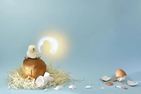Two newborn chicks and an Easter cake in the nest. On a blue background is a Stock Photos