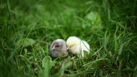 Two newborn chicks in grass sitting and grazing, farm birds horizontal 4k footag Stock Footage 204791208
