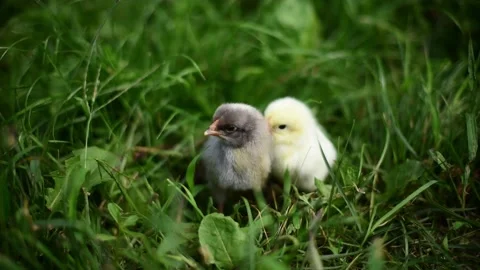 Two newborn chicks in grass sitting and grazing,Easter holiday,spring farm birds Stock Footage 232787103