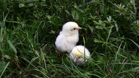 Two newborn chicks in grass sitting and grazing,Easter holiday,spring farm birds Stock Footage 232787341