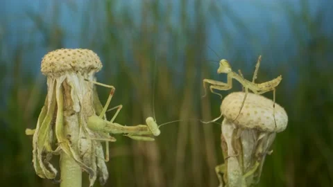 Two newborn green Praying Mantis sit on the tops of dandelions one mantis attack Stock Footage 197440596