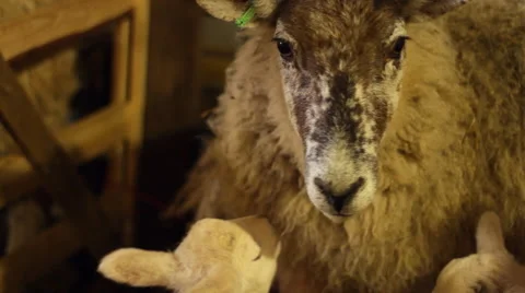 Two Newborn Lambs and a Ewe in a Barn 動画素材 43601119