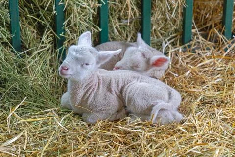 Two Newborn Lambs Stock Photos