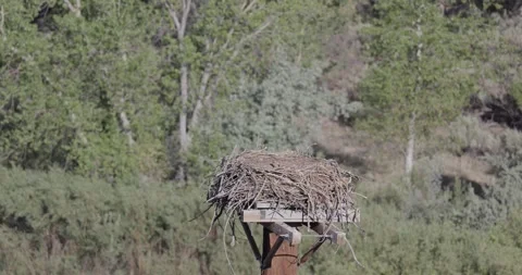 Two newborn osprey chicks alone in nest in morning light. Stock Footage 336219786